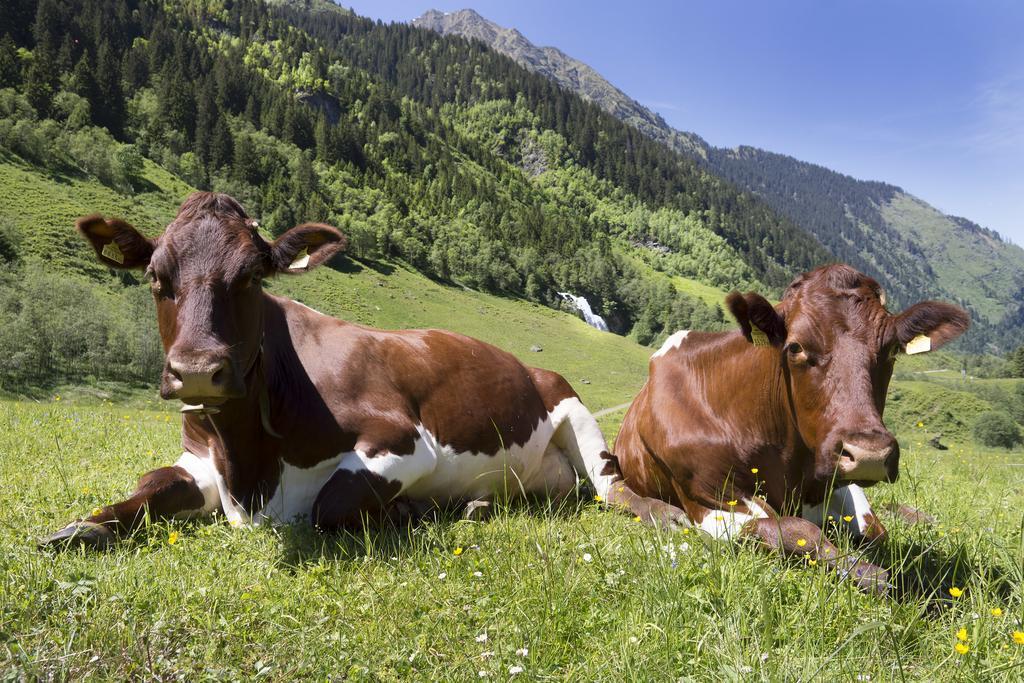 Hotel Garni Roesslhof Hollersbach im Pinzgau Zewnętrze zdjęcie